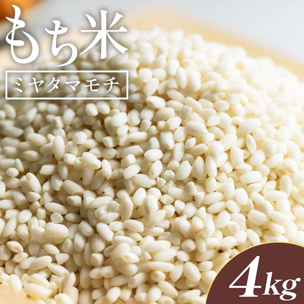 もち米 4kg - ミヤタマモチ 国産 餅米 モチ おもち おこわ おはぎ ぼたもち お雑煮 赤飯 米 お米 アレンジ 調理 アスタ農園 高知県 香南市 常温 at-0070