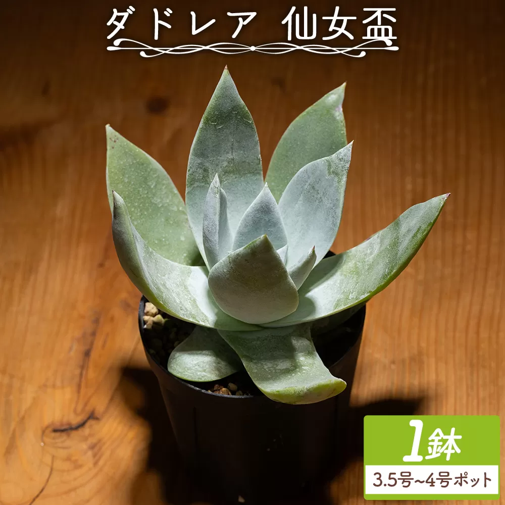 ブリトニー(仙女盃) ダドレア - 肉植物 植物 ベンケイソウ科 単頭タイプ ブリトニー インテリア ナチュラル 自然 グリーン 観葉植物 おしゃれ 癒し かわいい Succulent field サキュレントフィールド 高知県 香南市 常温 cc-0020