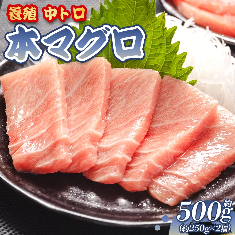 本まぐろ 養殖 中トロ 約500g(250g×2冊)- 鮪 まぐろ 寿司 刺身 海鮮 海産物 魚介 海の幸 スピード発送 高知県 香南市 oo-0019
