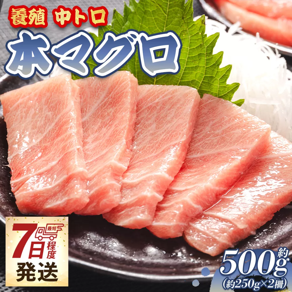 【7日程度で発送】本まぐろ 養殖 中トロ 約500g（250g×2冊）- 鮪 まぐろ 寿司 刺身 海鮮 海産物 魚介 海の幸 スピード発送 高知県 香南市 oo-0019