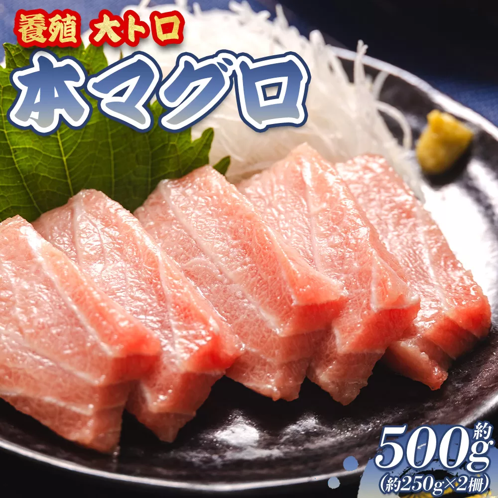本マグロ 大トロ  2冊 養殖 計約500g - 鮪 まぐろ 寿司 刺身 海鮮丼 漬け丼 カルパッチョ おつまみ 海産物 魚介 海の幸 高知県 香南市 oo-0018