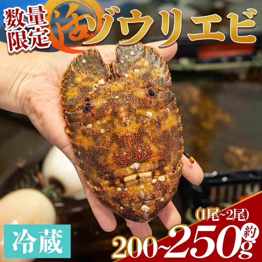 [数量限定]活 ゾウリエビ 約200〜250g(1尾〜2尾) - 国産 エビ えび 海鮮 魚介 産地直送 プリプリ 味噌汁 刺身 焼き物 汁物 えび蔵 高知県 香南市 冷蔵 eb-0053
