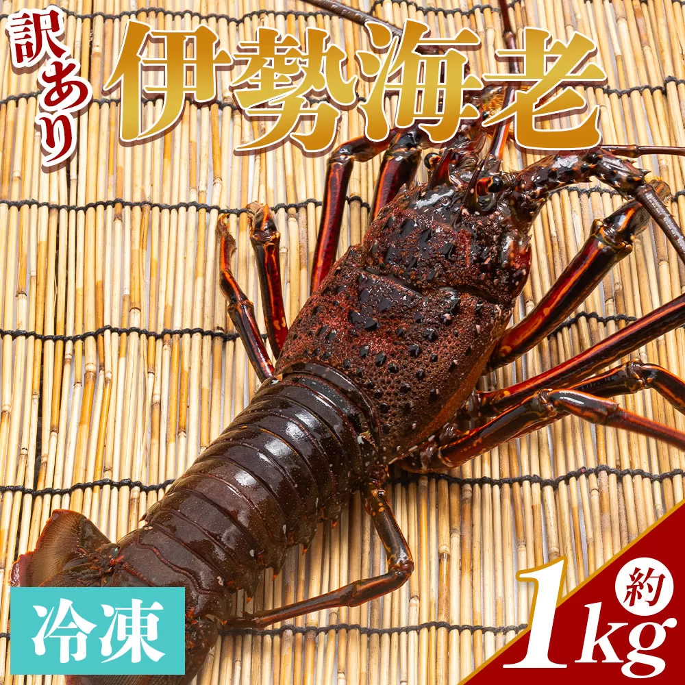 伊勢海老 計1kg(1～4匹) 冷凍 - 訳あり 国産 エビ えび 海鮮 魚介 産地直送 プリプリ 味噌汁 刺身 焼き物 汁物 えび蔵 高知県 香南市 冷凍 eb-0006