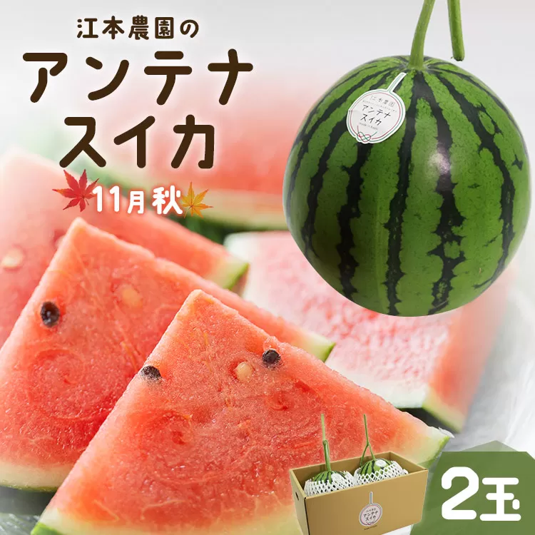 【先行受付】【期間限定】江本農園の11月秋アンテナスイカ 2玉 - 数量限定 のし対応可 熨斗 果物 くだもの フルーツ すいか 西瓜 糖 完熟 甘い あまい デザート 美味しい おいしい おやつ スイーツ 国産 フレッシュ みずみずしい 瑞々しい ハウス栽培 ジューシー 果汁 果実 贈り物 贈答用 贈答品 プレゼント プチ ギフト お祝い 御祝い 内祝い 御礼 お礼 ご褒美 家庭用 ご自宅用 旬 赤色 果肉 おとりよせ お取り寄せ グルメ 高知県 香南市 常温 em-0018