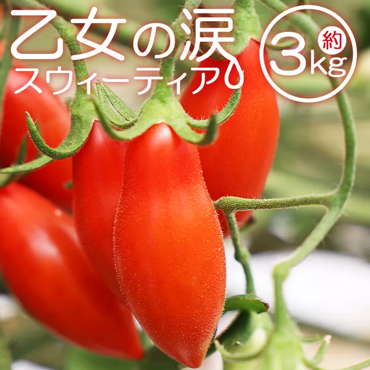 [先行予約受付]乙女の涙 スウィーティア ミニトマト 約3kg(1kg×3箱)- 野菜 やさい とまと プチトマト フルーツトマト ギフト のし対応 高糖度 贈答用 贈り物 生野菜 新鮮 フレッシュ 熨斗 贈物 御礼 お礼 御祝い 内祝い おすそ分け 挨拶 あいさつ 酸味 甘い あまい 料理 アレンジ サラダ パスタ アヒージョ 丸ごと そのまま 箱入り お弁当 さっぱり 美味しい おいしい お取り寄せ おとりよせ 送料無料 高知県 香南市 常温 冷蔵 is-0011