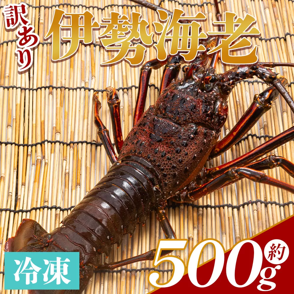 伊勢海老 計500g(1～2匹) 冷凍 - 訳あり 国産 エビ えび 海鮮 魚介 産地直送 プリプリ 味噌汁 刺身 焼き物 汁物 えび蔵 高知県 香南市 冷凍 eb-0004