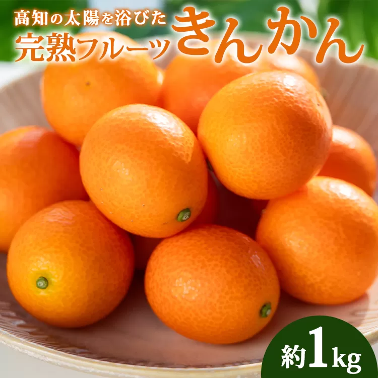 【数量限定】高知の太陽を浴びた 完熟フルーツきんかん 約1kg - 果物 くだもの キンカン 金柑 あまい おいしい 柑橘 送料無料 期間限定 季節もの 高知県 香南市 ku-0032