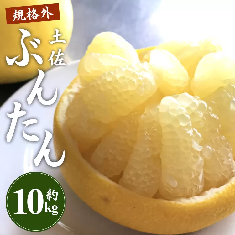 [先行予約]訳あり 土佐文旦 約10kg(規格外 2L〜4Lサイズ)- 家庭用 期間限定 送料無料 果物 フルーツ 柑橘 高知県産 ぶんたん ブンタン ざぼん ザボン 季節限定 デザート 傷 お取り寄せ 産地直送 特産品 間城農園 高知県 香南市 常温 ms-0051