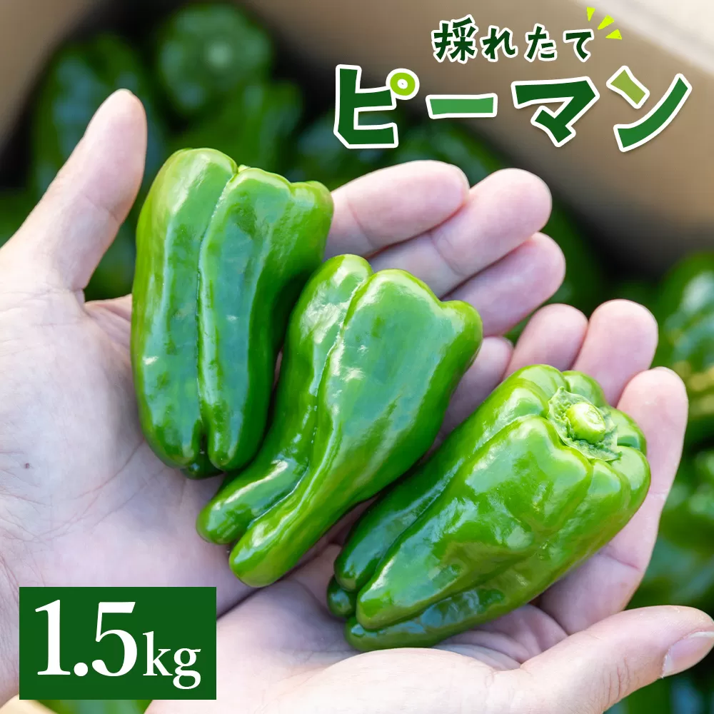 高知県香南市産採れたてピーマン1.5kg - 野菜 やさい 新鮮 国産 肉厚 炒め物 肉詰め 料理 高知県 香南市 冷蔵 im-0002