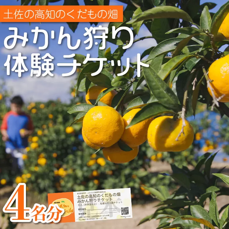 みかん狩り体験チケット 4名分(１０月中旬〜１２月中旬頃) - ミカン狩り 蜜柑狩り 柑橘 フルーツ 利用券 旅行 観光 高知県 香南市 kd-0019