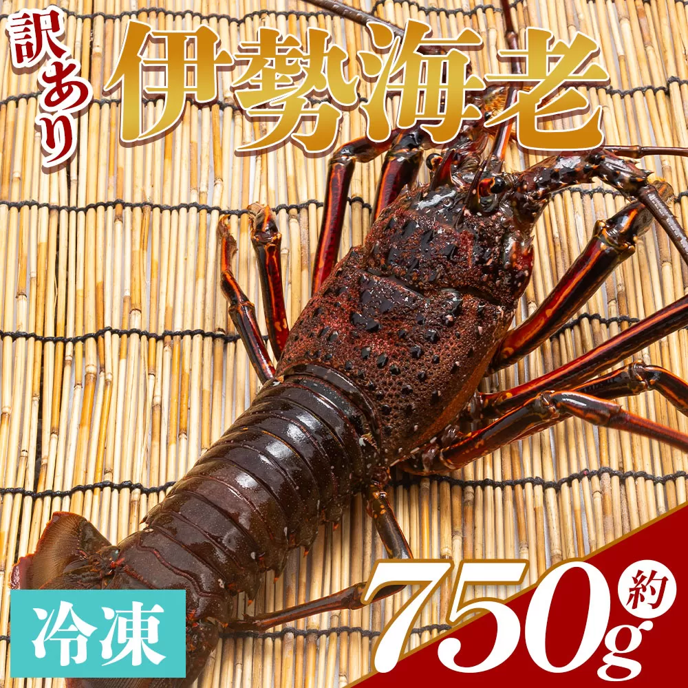 伊勢海老 計750g(1～3匹) 冷凍 - 訳あり 国産 エビ えび 海鮮 魚介 産地直送 プリプリ 味噌汁 刺身 焼き物 汁物 えび蔵 高知県 香南市 冷凍 eb-0005