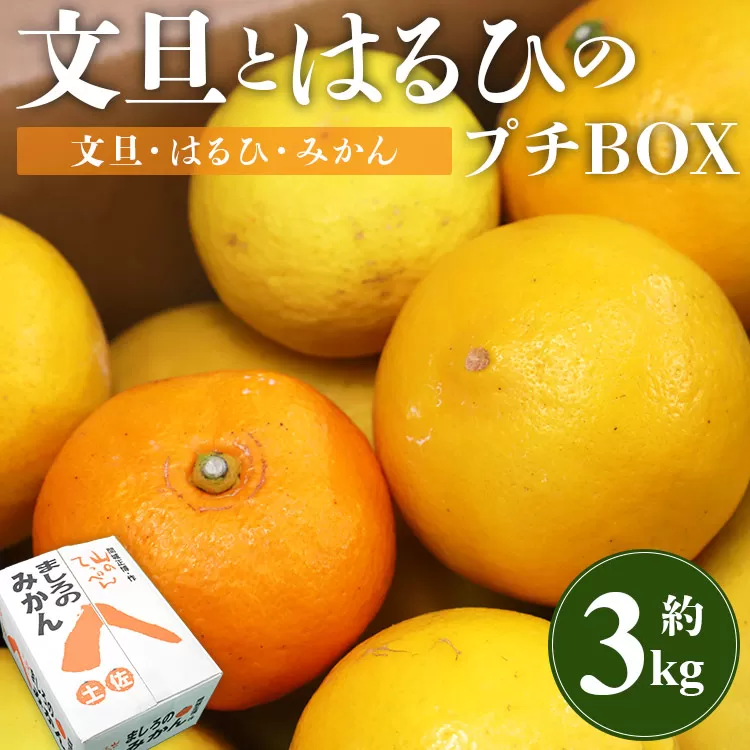 【先行予約】文旦とはるひのプチBOX 合計約3kg - フルーツ 果物 くだもの ぶんたん ブンタン ぼんたん ザボン 柑橘 蜜柑 ミカン お試し 数量限定 期間限定 季節限定 送料無料 間城農園 高知県 香南市 常温 ms-0036