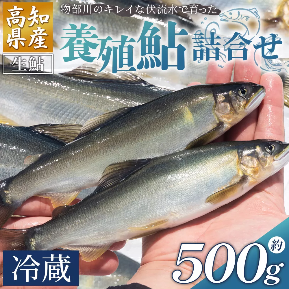 高知県産 生鮎 500g 物部川のキレイな伏流水で育った 養殖鮎 詰合せ カネミツ養鮎 - 国産 アユ あゆ 魚 魚介 海鮮 養殖 川魚 塩焼き 炊き込みご飯 鮎飯 カネミツ養鮎 高知県 香南市 冷蔵 kt-0001