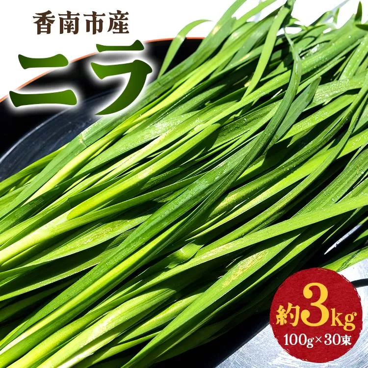 香南市産 ニラ 約3kg（100g×30束）- にら 韮 香味野菜 やさい 葉物 新鮮 生 料理 もつ鍋 餃子 饅頭 キムチ チヂミ 炒め物 おひたし 直送 国産 肉厚 高知県 on-0012