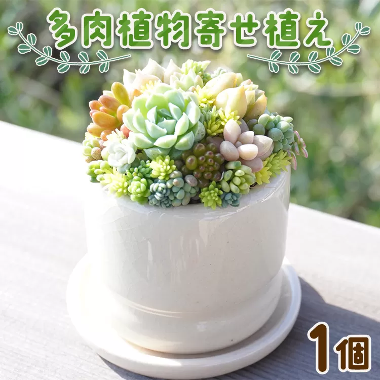 多肉植物の寄せ植え 1個 - 鉢植え インテリア ガーデニング おしゃれ グリーン プレゼント 観葉植物 多肉 植物 寄せ植え かわいい お楽しみ 自然 PUKUTTO 高知県 香南市 pk-0004