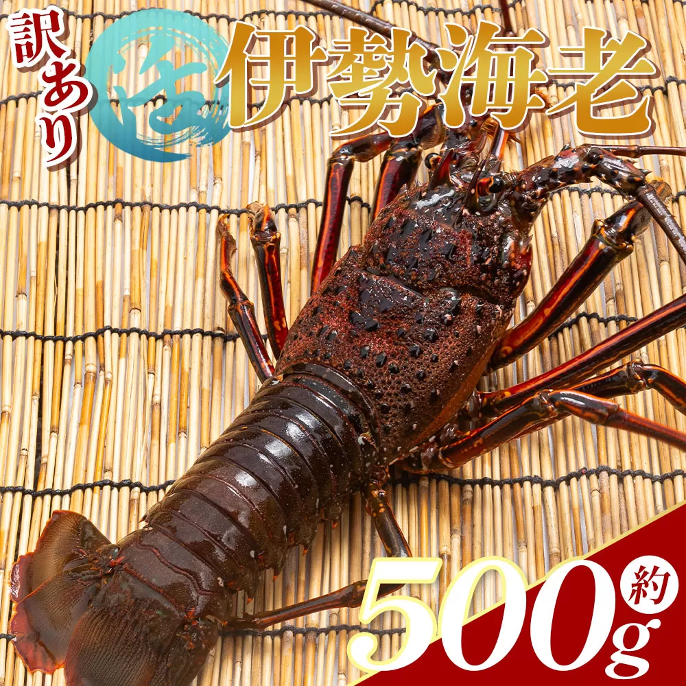 活 伊勢海老 計500g(1～2匹) 冷蔵 - 訳あり 国産 エビ えび 海鮮 魚介 産地直送 プリプリ 味噌汁 刺身 焼き物 汁物 えび蔵 高知県 香南市 冷蔵 eb-0001