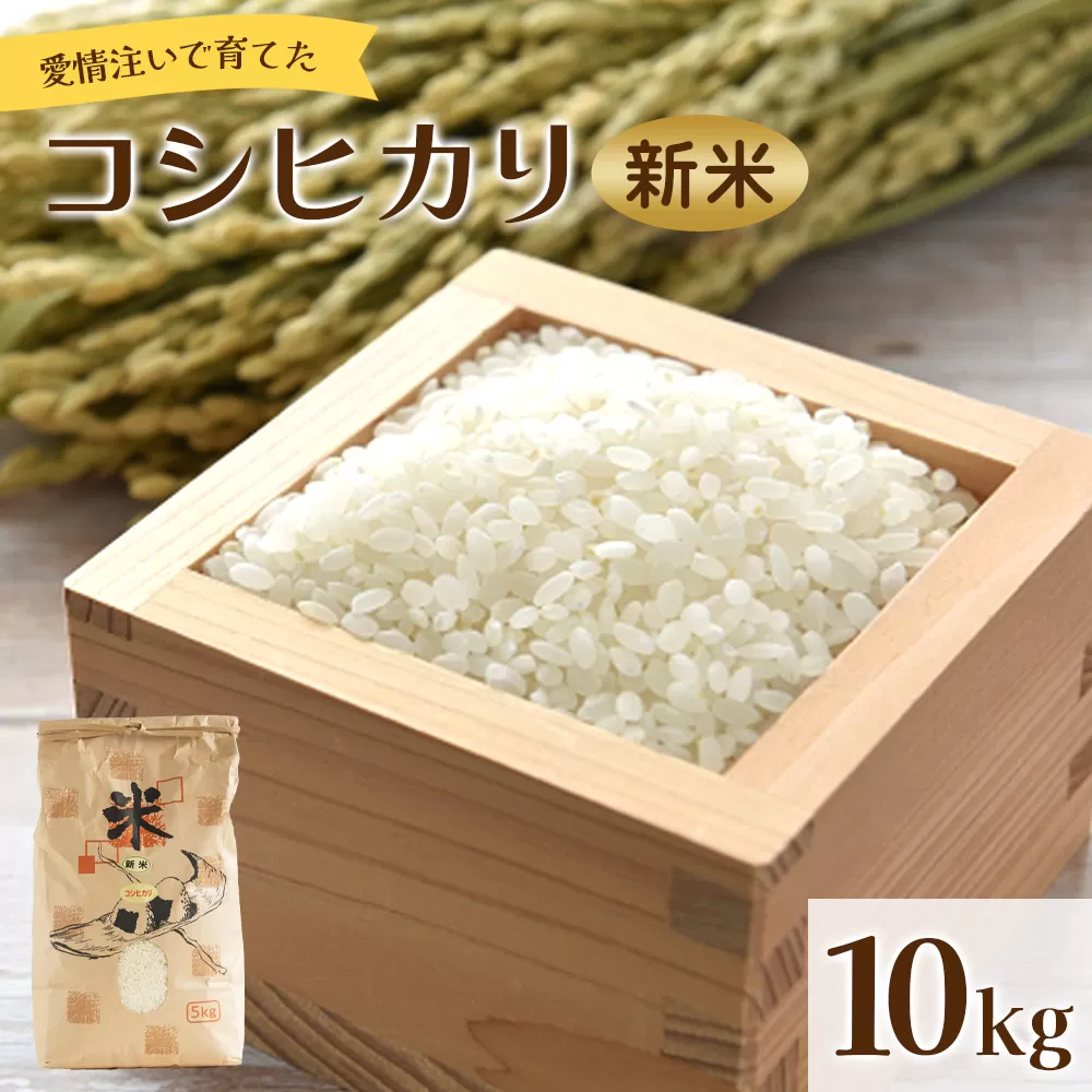 愛情注いで育てたコシヒカリの新米10kg - こしひかり お米 白米 精米 ご飯 ごはん 株式会社都築企画 高知県 香南市 td-0009