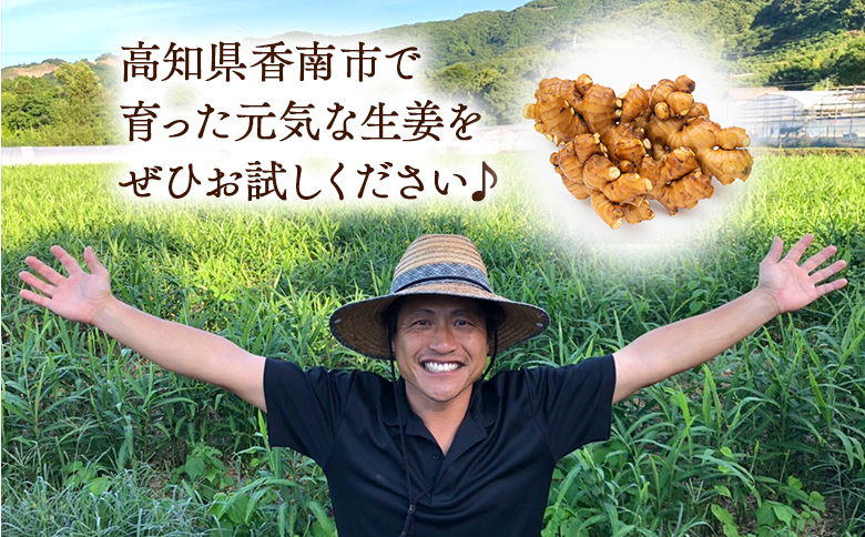 最大10%OFFクーポン 香南市産 別役の生姜 20kg - しょうが ショウガ ジンジャー 薬味 野菜