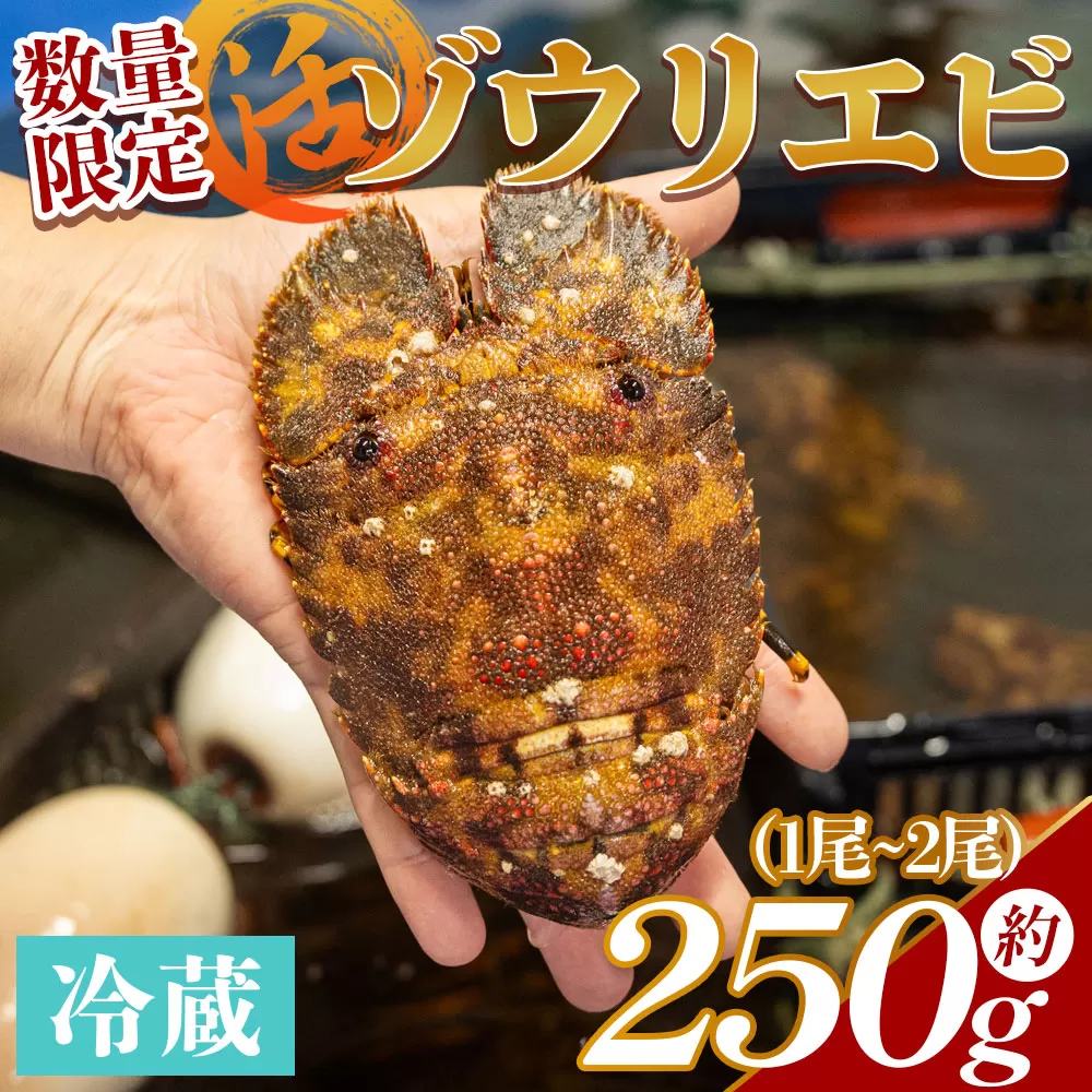 【数量限定】活 ゾウリエビ 計250g（1尾～2尾)- 国産 エビ えび 海鮮 魚介 産地直送 プリプリ 味噌汁 刺身 焼き物 汁物 えび蔵 高知県 香南市 冷蔵 eb-0018