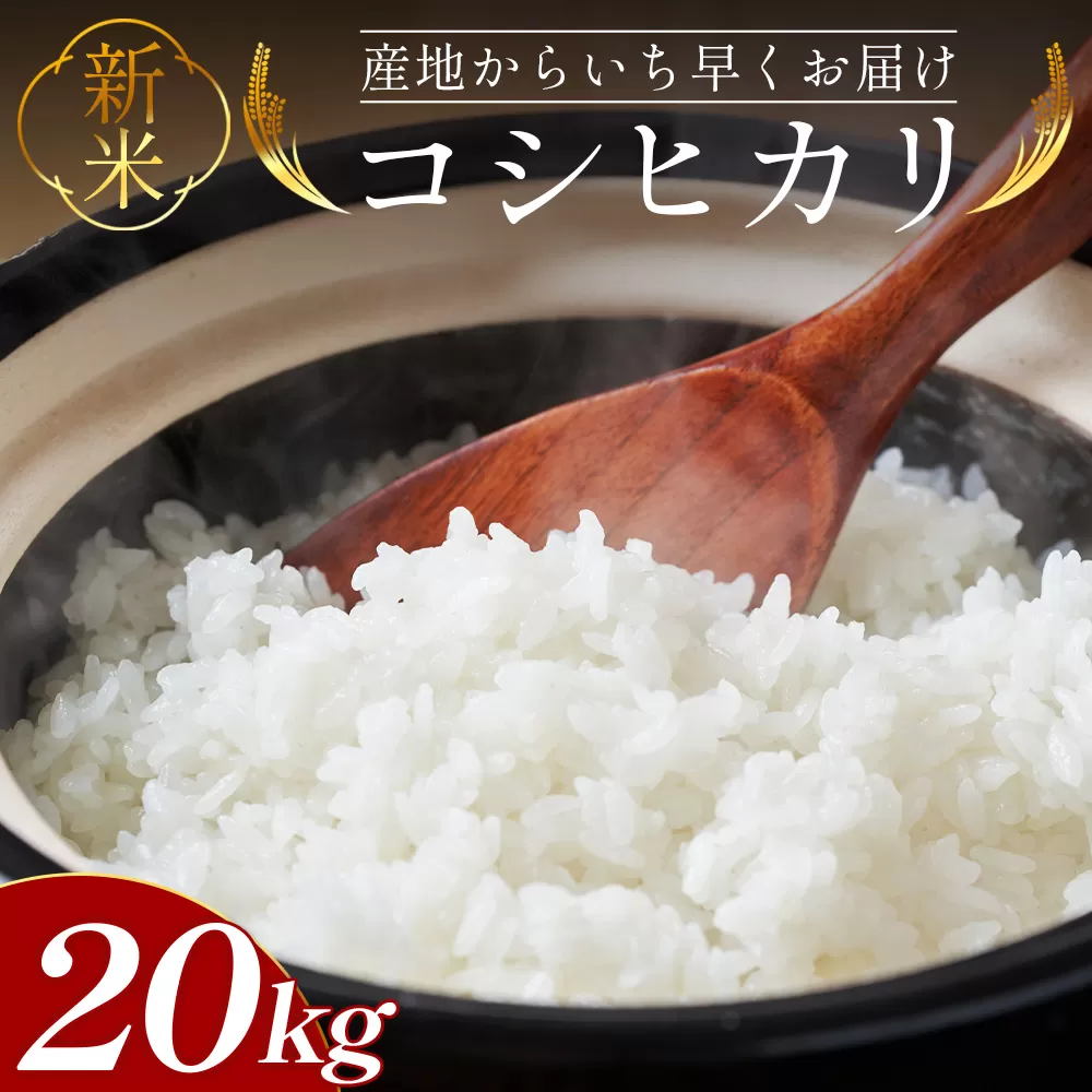 新米コシヒカリ 20kg - 新米 お米 おこめ 国産 米 精米 ひのひかり ごはん 白米 ご飯 おにぎり おむすび 料理 調理 高知県 香南市 常温 at-0034