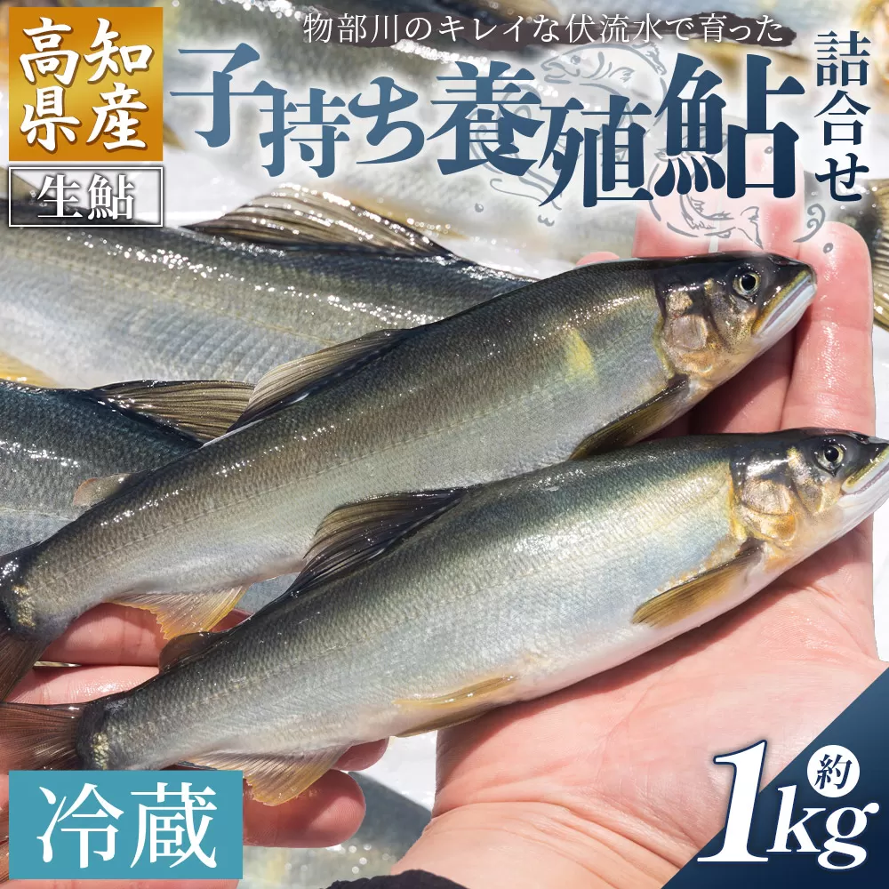 高知県産 生子持ち鮎 1kg 物部川のキレイな伏流水で育った 養殖鮎 詰合せ カネミツ養鮎- 国産 アユ あゆ 魚 魚介 海鮮 養殖 川魚 塩焼き 炊き込みご飯 鮎飯 カネミツ養鮎 高知県 香南市【冷蔵】kt-0005