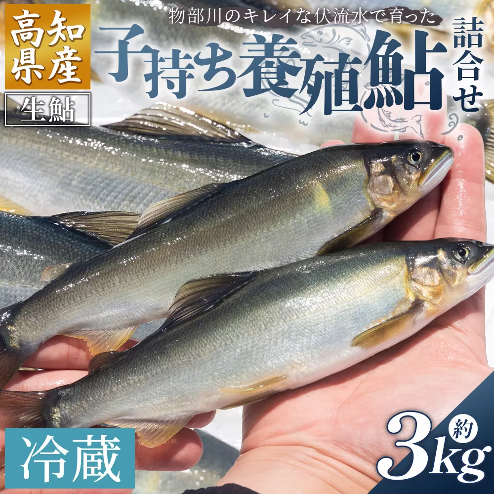 高知県産 生子持ち鮎 3kg 物部川のキレイな伏流水で育った 養殖鮎 詰合せ カネミツ養鮎- 国産 アユ あゆ 魚 魚介 海鮮 養殖 川魚 塩焼き 炊き込みご飯 鮎飯 カネミツ養鮎 高知県 香南市【冷蔵】 kt-0006