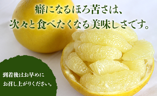 先行予約】土佐文旦 約10kg（2L〜4Lサイズ）- 期間 数量限定