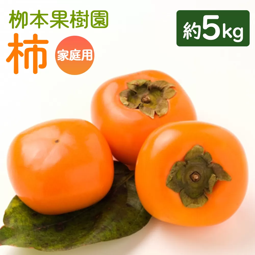 【先行予約】【訳あり】 柳本果樹園の柿 5kg - ご家庭用 果物 くだもの フルーツ カキ かき 甘い おいしい 送料無料 期間限定 季節限定 数量限定 柳本果樹園 高知県 香南市 yg-0017