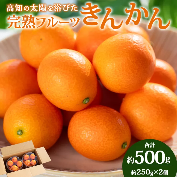 高知の太陽を浴びた完熟フルーツきんかん 合計約500g(250g×2パック)- 果物 フルーツ キンカン 金柑 柑橘 期間限定 数量限定 ku-0048
