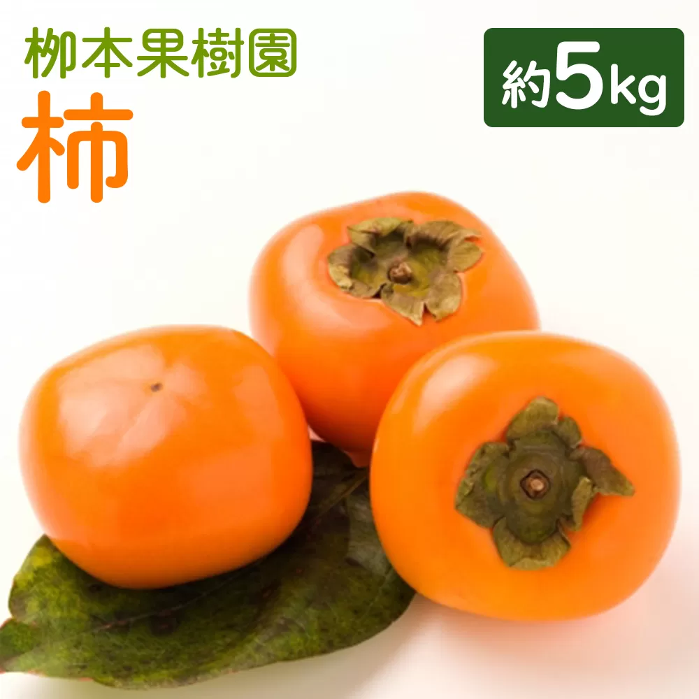 柳本果樹園の柿 5kg - 果物 くだもの フルーツ カキ かき 甘い おいしい 送料無料 期間限定 季節限定 数量限定 柳本果樹園 高知県 香南市 yg-0015