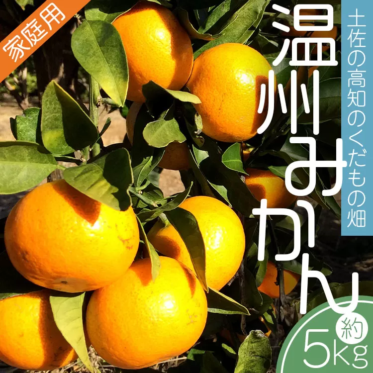 [期間限定]土佐の高知のくだもの畑 みかん(家庭用)約5kg - 温州みかん ミカン 訳アリ わけあり 蜜柑 ミカン 柑橘 柑橘類 フルーツ 果物 くだもの ご家庭用 ご自宅 美味しい おいしい 高知県 香南市