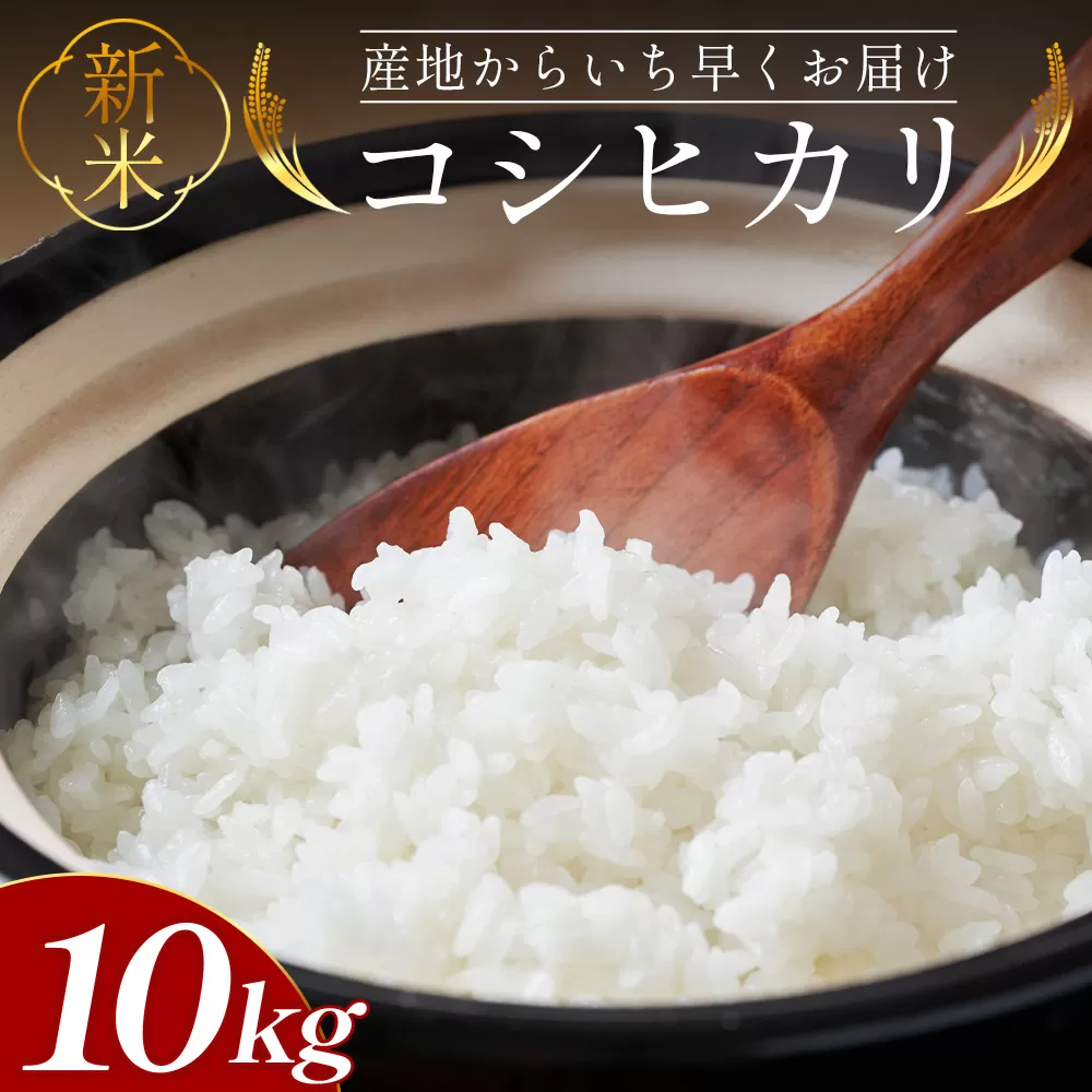 新米コシヒカリ 10kg - 新米 お米 おこめ 国産 米 精米 ひのひかり ごはん 白米 ご飯 おにぎり おむすび 料理 調理 高知県 香南市 常温 at-0033