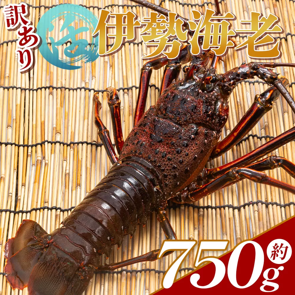 活 伊勢海老 計750g(1～3匹) 冷蔵- 訳あり 国産 エビ えび 海鮮 魚介 産地直送 プリプリ 味噌汁 刺身 焼き物 汁物 えび蔵 高知県 香南市 冷蔵 eb-0002