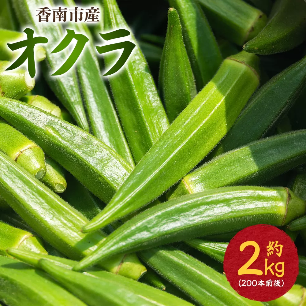 オクラ2kg(200本前後) - おくら 野菜 やさい 新鮮 朝どれ 朝採れ 朝収穫 季節 旬 露地栽培 国産 香南市産 おきゃんぴー農園 高知県 香南市 冷蔵 on-0030