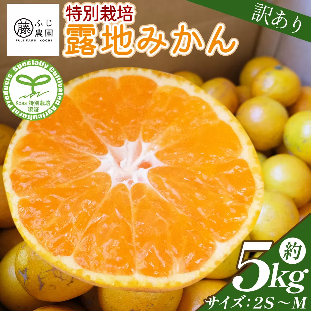 ふじ農園の露地みかん 訳あり品 5kg (2S〜M) - 国産 蜜柑 ミカン 柑橘 果物 フルーツ 訳アリ ご家庭用 家庭用 自宅用 ふじ農園 高知県 香南市 常温 fn-0005