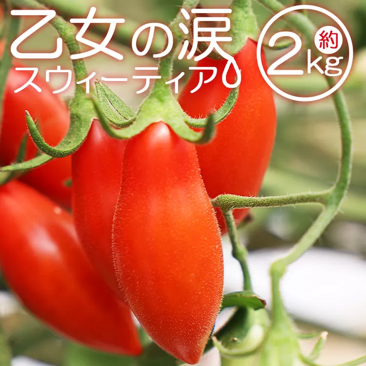 【先行予約受付】乙女の涙 スウィーティア ミニトマト 約2kg（1kg×2箱）- 野菜 とまと プチトマト フルーツトマト ギフト のし対応 高糖度 糖度高め おやつ 夜食 トマト好き is-0012