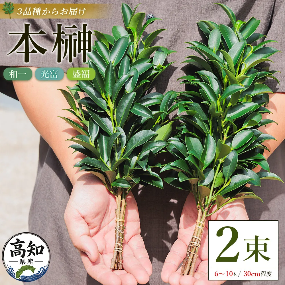 本榊 2束(6~10本) - 本榊 榊 ほんさかき さかき サカキ 神棚 神事 お供え ブランドサカキ 和一 光富 盛福 30cm程度 小束 3品種 厳選 国産 高知県産 本榊土佐和一 高知県 香南市 常温 ht-0001