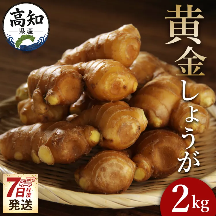 【7日程度で発送】 生姜一筋70年の生姜老舗問屋 黄金しょうが 約2kg 早い スピード発送 7日程度 早く 届く Xnb-0007