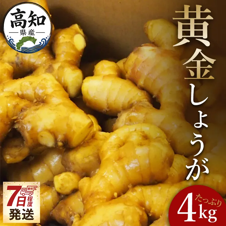【7日程度で発送】生姜一筋70年の生姜老舗問屋 黄金しょうが 約4kg 早い スピード発送 7日程度 早く 届く Xnb-0008