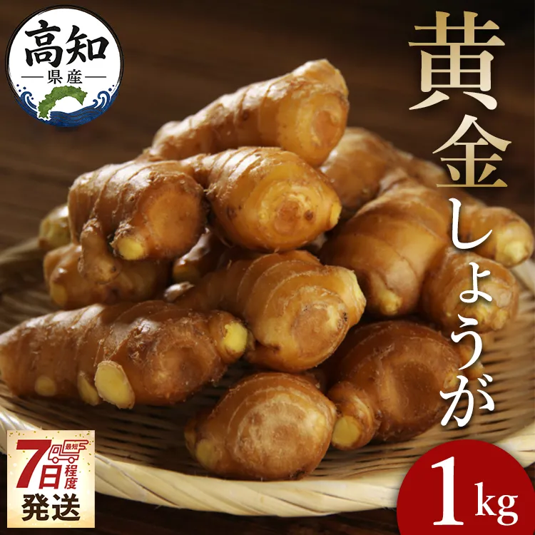 【7日程度で発送】黄金しょうが 約1kg - 送料無料 早い スピード発送 7日程度 早く 届く 生産量日本一 おかず お料理 のし対応不可 料理 飲み物 ジンジャー 生姜 しょうが ショウガ 国産 高知県産 野菜 坂田信夫商店 高知県 香南市 Xnb-0009