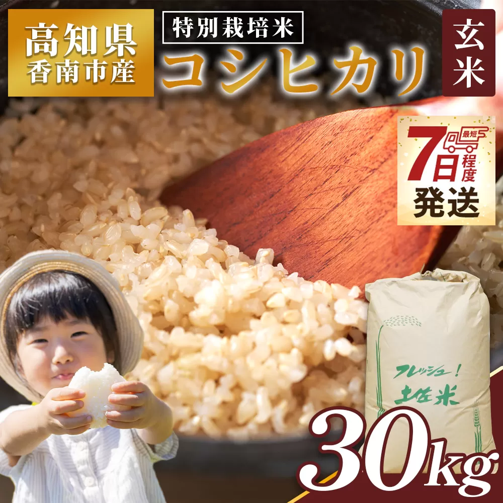 【7日程度で発送】特別栽培米 コシヒカリ 玄米 30kg - 国産 米 お米 おこめ こしひかり 玄米 ごはん おにぎり おむすび ご飯 農業公社 高知県 香南市 常温 nu-0009