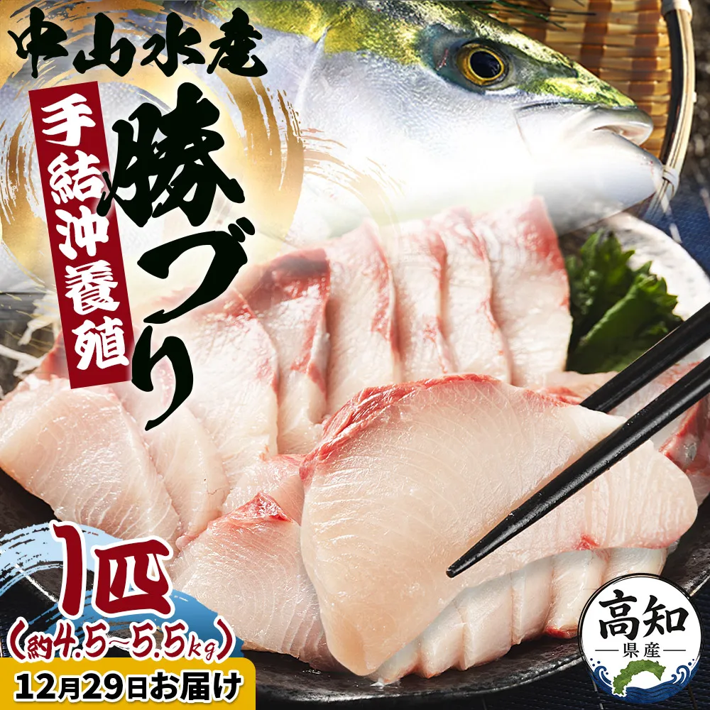 【12月29日お届け】中山水産 手結沖養殖「勝ブリ」 1匹(4.5kg～5.5kg) - 一尾まるごと 魚 ぶり 鰤 寒ブリ 海鮮 鮮魚 魚介類 ギフト 贈答 お祝い 御祝 刺身 煮物 焼き魚 照り焼き ぶりしゃぶ 一尾 たたき 1本 キロ 産地直送 buri 高知県 香南市 冷蔵 ny-0020