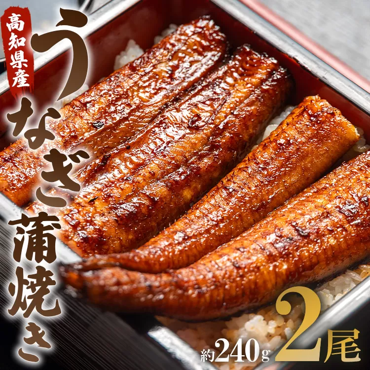 うなぎ屋きた本 うなぎ蒲焼き 2尾（合計約240g）（無頭） - 送料無料 鰻 ウナギ 晩御飯 おかず おつまみ アテ スタミナ プレゼント ギフト 贈答 丑の日 父の日 敬老の日 うなぎ屋きた本 高知県 香南市 冷凍 un-0014