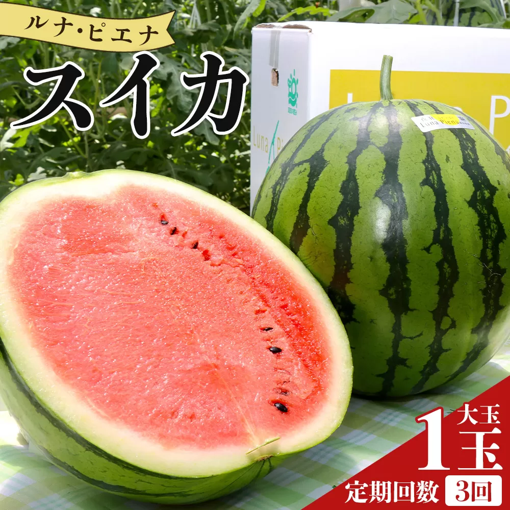 【３回定期便】ルナ・ピエナスイカ(大玉) 1玉 - スイカ 高知県産 ルナピエナ ギフト 贈り物 のし フルーツ大好き 西瓜 果物 夏の果物 高知県 香南市 常温 Wyu-0070