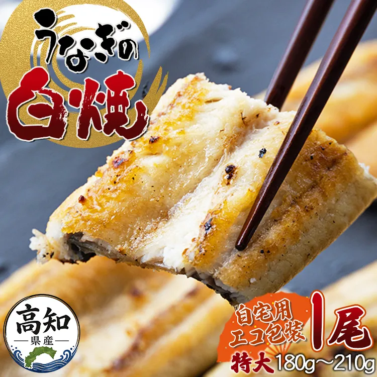 高知県産うなぎの白焼き 特大サイズ 1尾(180〜210g)- タレ付き 自宅用エコ包装 鰻 国産 吉川水産 高知県 香南市 yw[冷凍] yw-0042