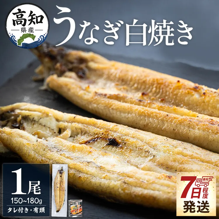【7日程度で発送】高知県産うなぎの白焼き 150〜180ｇ×1尾 - エコ包装 国産 うなぎ 白焼き 鰻 冷凍 高知 yw-0113
