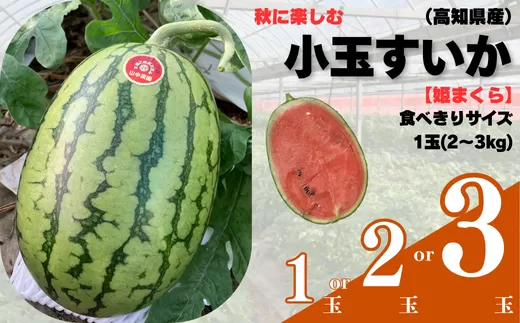103004 山中農園の小玉スイカ２玉 姫まくら 【10月中旬〜11月発送】選べる 1玉 2玉 3玉 フルーツ 季節限定 秋 産地直送 完熟 甘い こだま 西瓜 すいか 山中農園/高知県 奈半利町