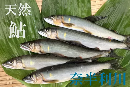107001　奈半利川の友釣り天然アユ（冷凍）４尾
