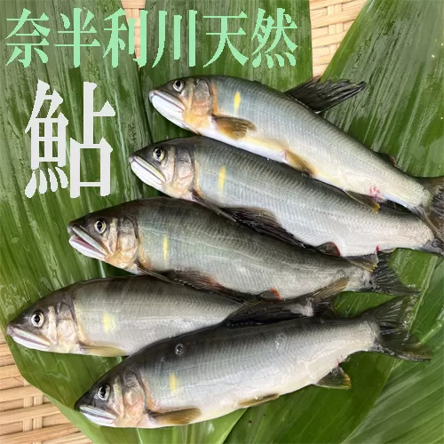 107002　奈半利川の友釣り天然アユ（冷凍）９尾