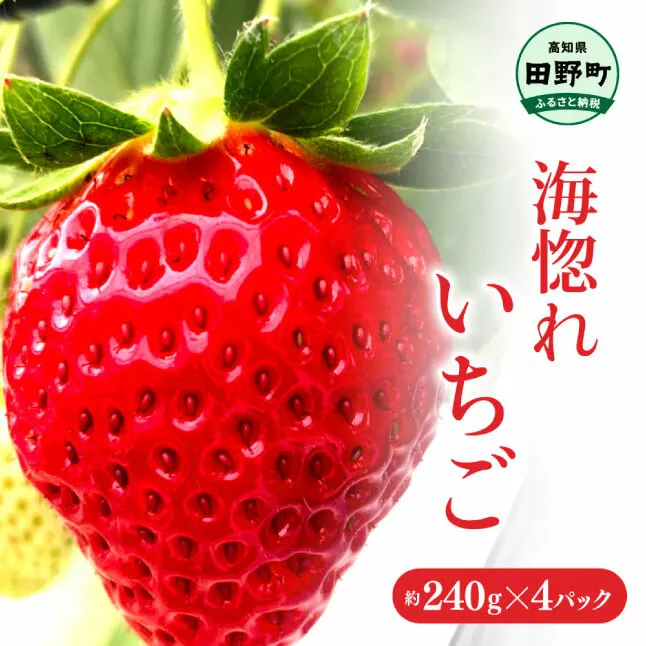 ≪農園直送≫ 海惚れいちご 約240g×4パック (S～Lサイズ混載) いちご イチゴ 苺 果物 フルーツ ランダム 不揃い ふぞろい 詰め合わせ 甘い 常温 冷蔵 配送